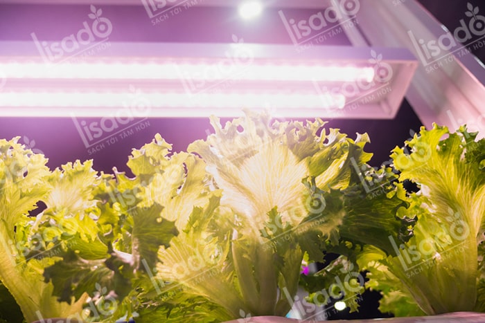 Hướng dẫn trồng rau thủy canh sạch với đèn LED tại nhà