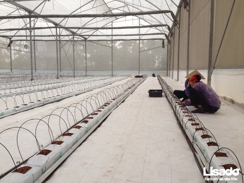 Dịch vụ trồng cà chua thủy canh hydrobonic chất lượng cao