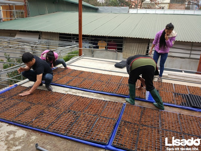 Công trình rau thủy canh sạch trên mái nhà tại Thị trấn Hương Canh - Vĩnh Phúc