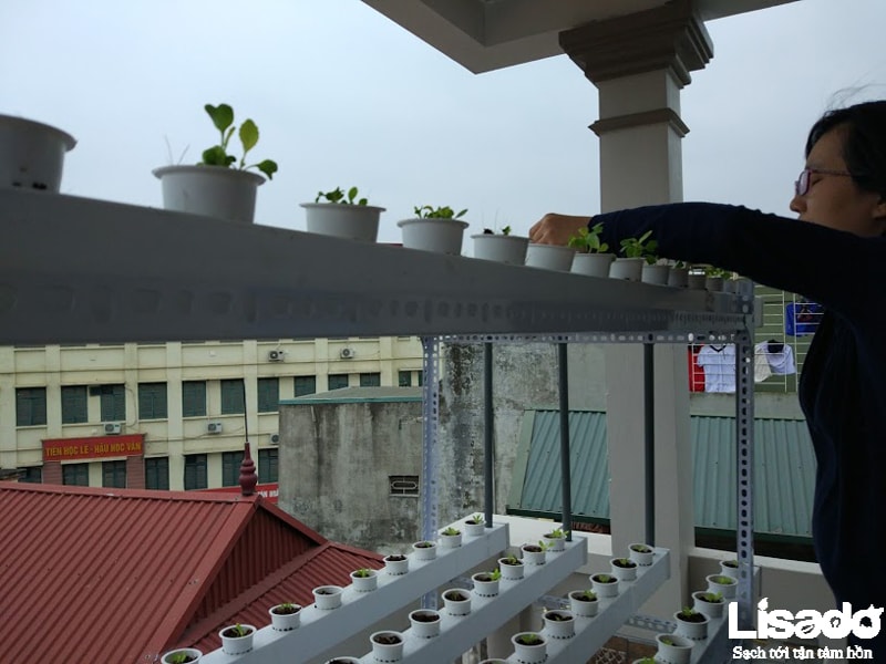 Dự án trồng rau thủy canh tại nhà chị Thanh - Trần Khát Chân - Hà Nội