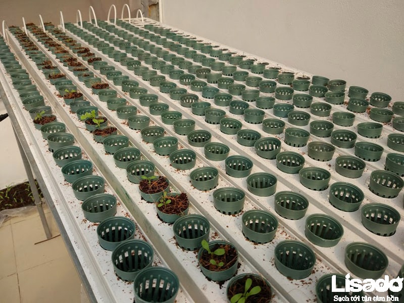 Thiết kế mô hình trồng rau thủy canh sạch tại Lê Đức Thọ- Hà Nội