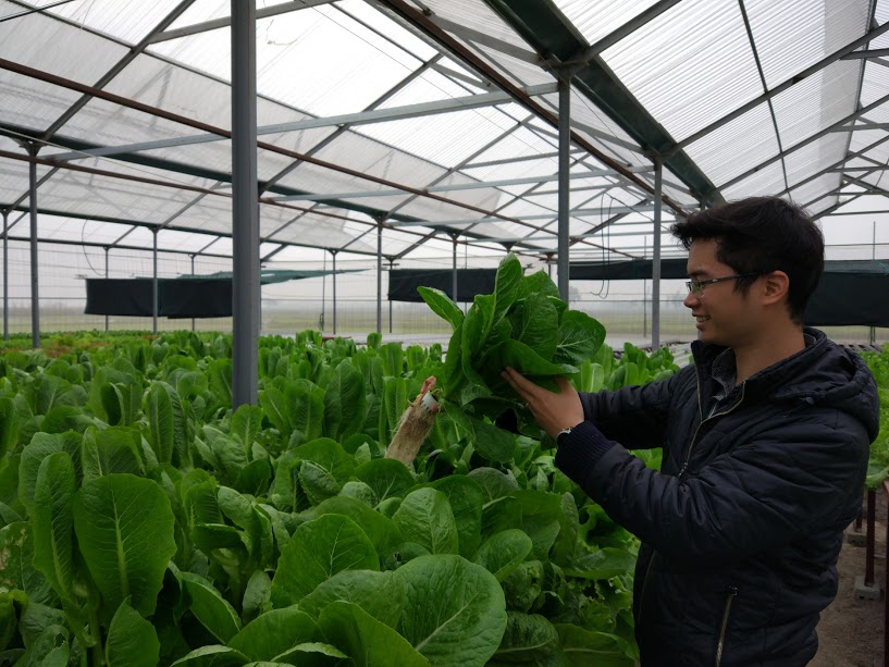Quy trình trồng rau thủy canh tại Bích Sơn –Việt Yên - Bắc Giang