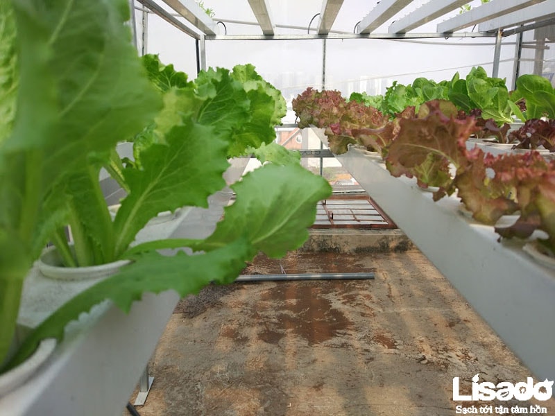 Lisado thực hiện công trình với hệ thống hồi lưu màng mỏng cho năng suất rau trồng cao
