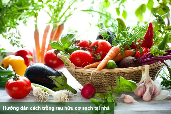 Hướng dẫn cách trồng và chăm sóc rau hữu cơ sạch tại nhà