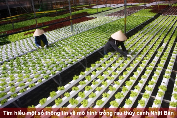 Tìm hiểu một số thông tin về mô hình trồng rau thủy canh Nhật Bản