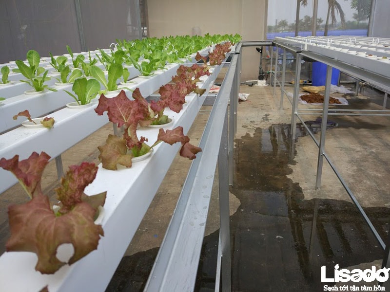 Dự án trồng rau thủy canh sạch tại công ty Hamatra Mê Linh - Hà Nội