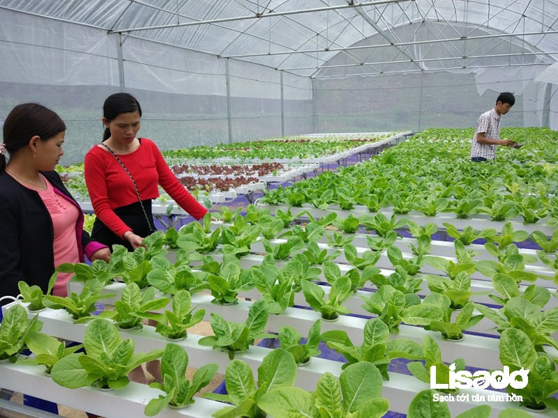 Dự án trồng rau thuỷ canh sản xuất rau sạch tại Mèo Vạc - Hà Giang