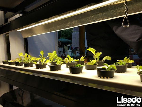 Một số lưu ý khi sử dụng đèn led trồng rau thủy canh