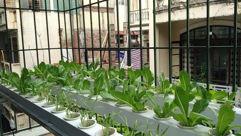 Công trình trồng rau thuỷ canh tại Nguyễn Đình Chiểu