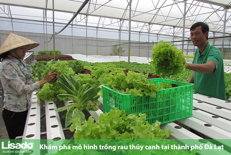 Khám phá mô hình trồng rau thủy canh tại thành phố Đà Lạt