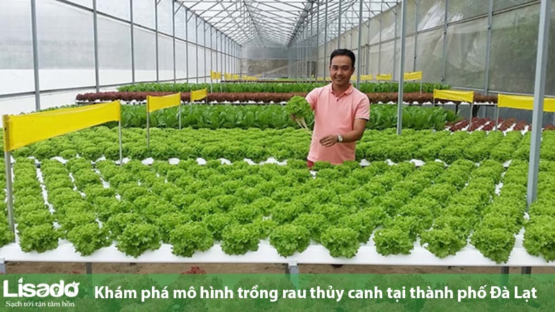 Khám phá mô hình trồng rau thủy canh tại thành phố Đà Lạt