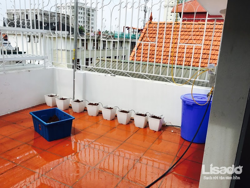 Lisado áp dụng phương pháp bán thủy canh tưới nhỏ giọt để trồng cà chua