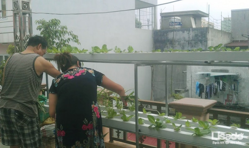 Công trình trồng rau thủy canh tại Sài Đồng – Hà Nội