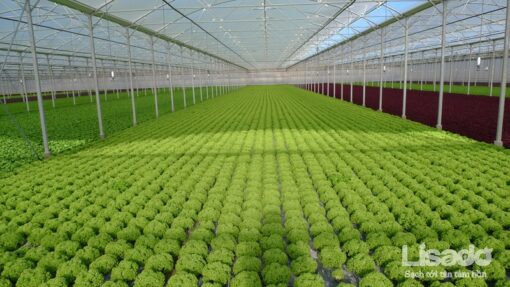 Hệ thống nhà màng trồng rau sạch công nghệ cao