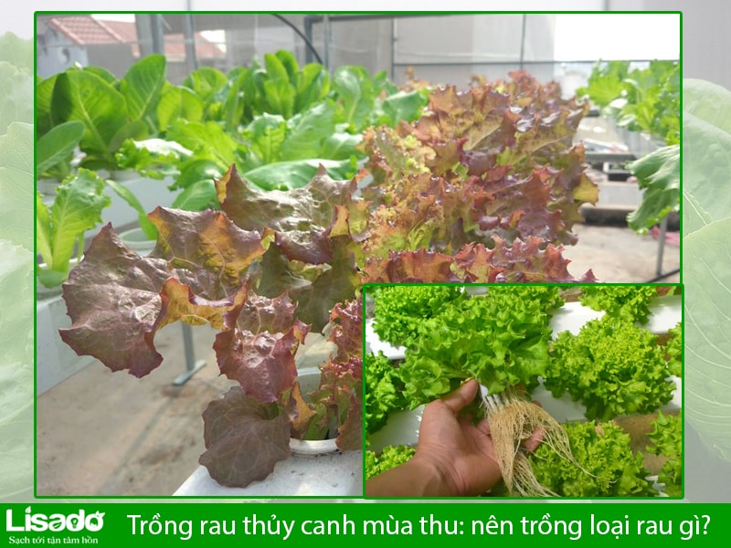 Trồng rau thủy canh mùa thu: nên trồng loại rau gì?
