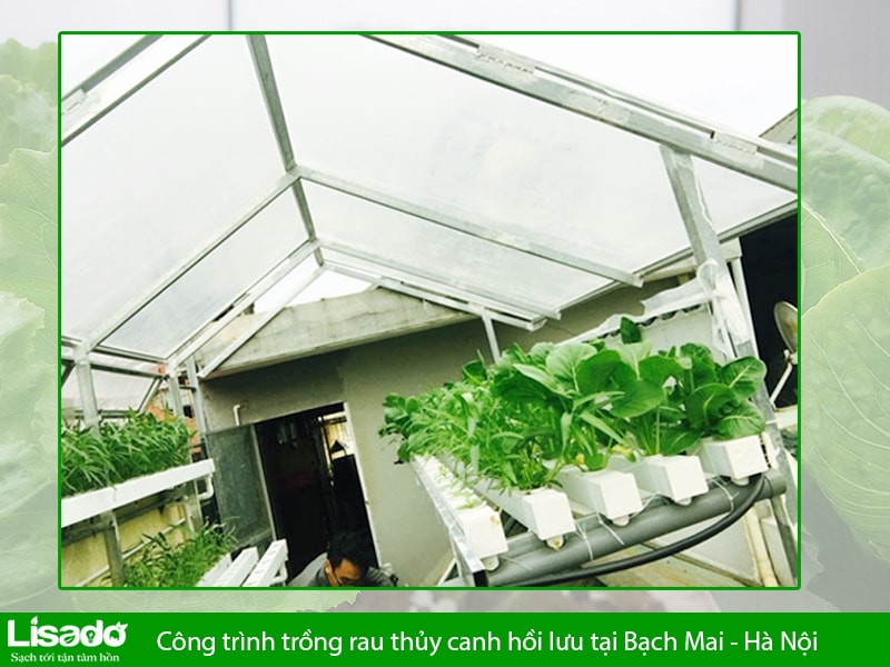 Công trình trồng rau thủy canh hồi lưu tại Bạch Mai - Hà Nội