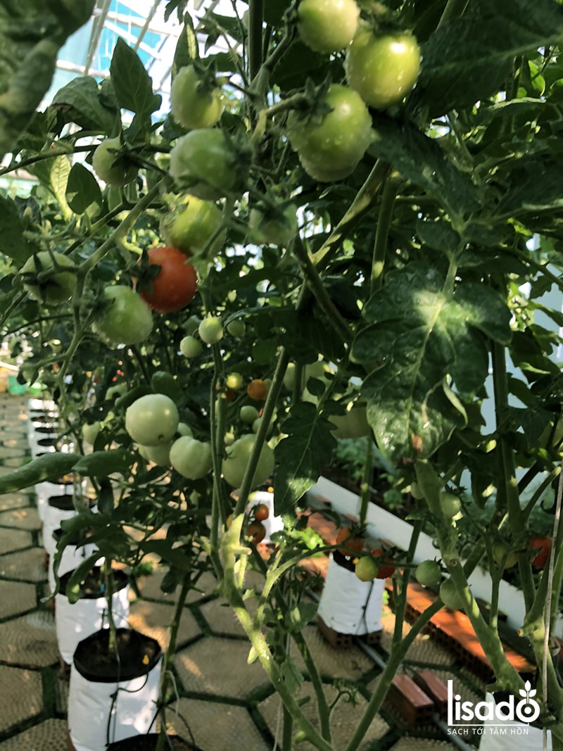 Hướng dẫn cách trồng dưa leo, cà chua tưới nhỏ giọt