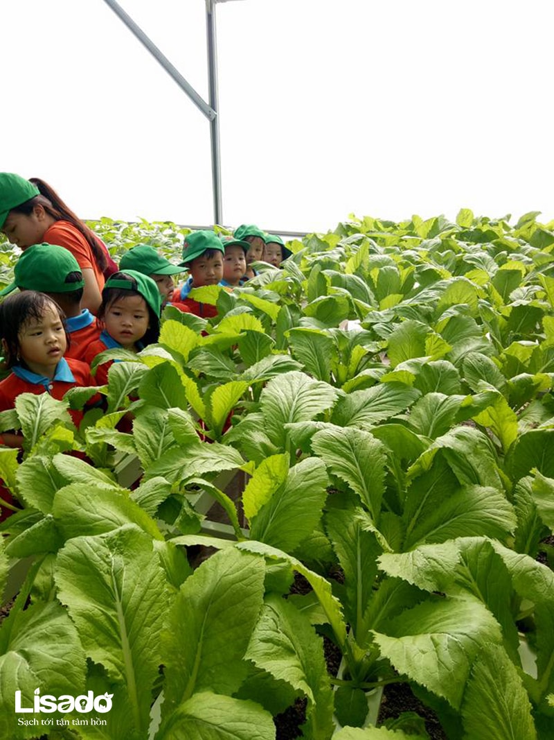 Các nông dân nhí trường mầm non Nguyễn Du đi dã ngoại mô hình trồng rau thủy canh