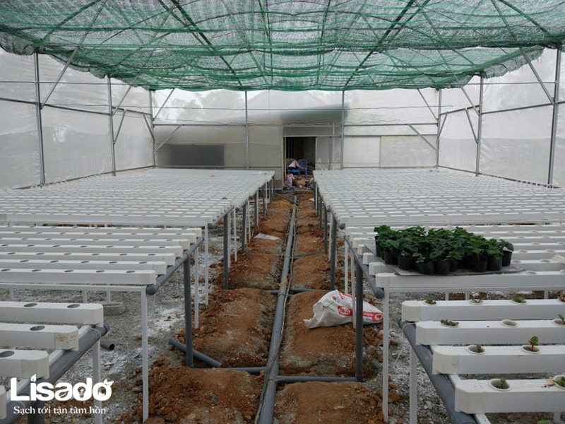 Công trình trồng rau thủy canh sạch tại Ngọc Sơn - Hà Tĩnh