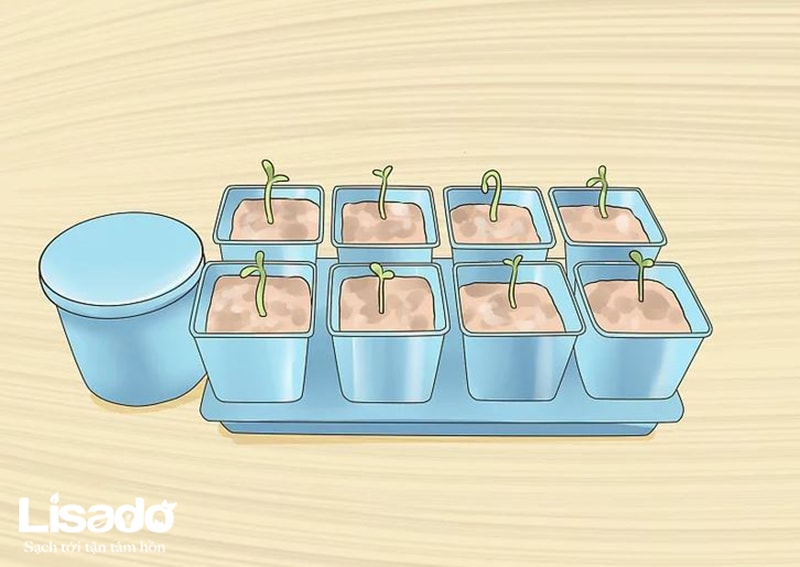 4 bước đơn giản khi ươm hạt giống gieo trồng thủy canh