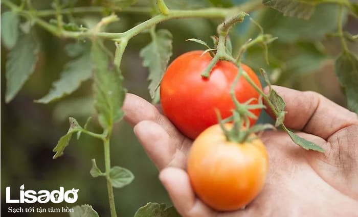 Tìm hiểu quy trình trồng cà chua trong nhà kính của nước ngoài