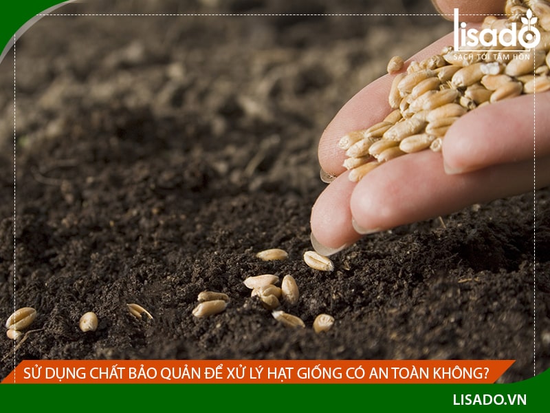 Sử dụng chất bảo quản để xử lý hạt giống có an toàn không?