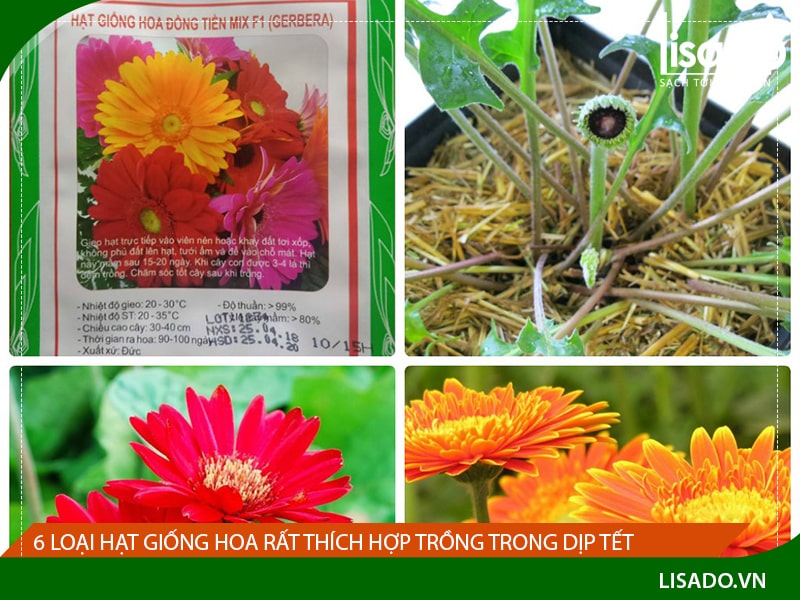6 loại hạt giống hoa thích hợp trồng để chơi Tết