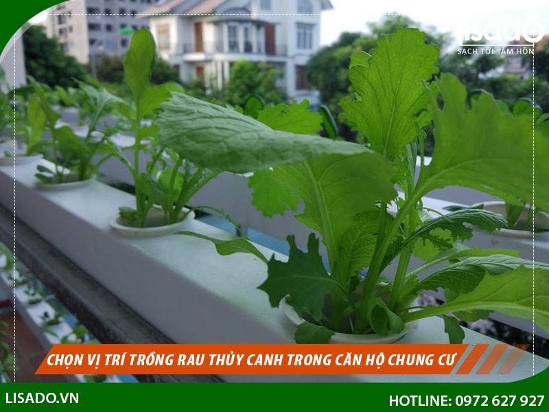 Chọn vị trí trồng rau thủy canh trong căn hộ chung cư