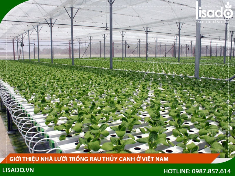 Giới thiệu nhà lưới trồng rau thủy canh ở Việt Nam