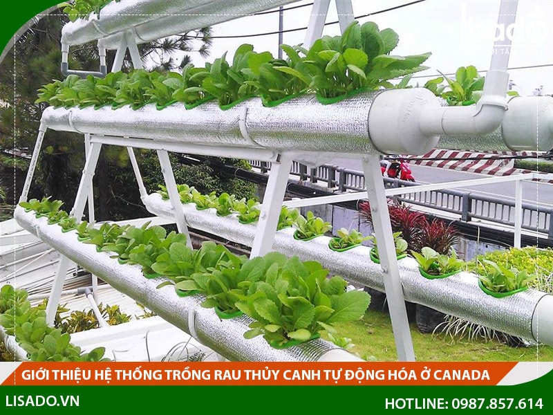 Giới thiệu hệ thống trồng rau thủy canh tại Canada