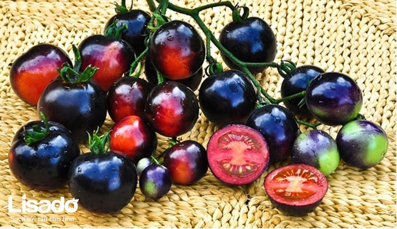 Cà chua lai tạo có màu sắc khác biệt so với giống thuần chủng