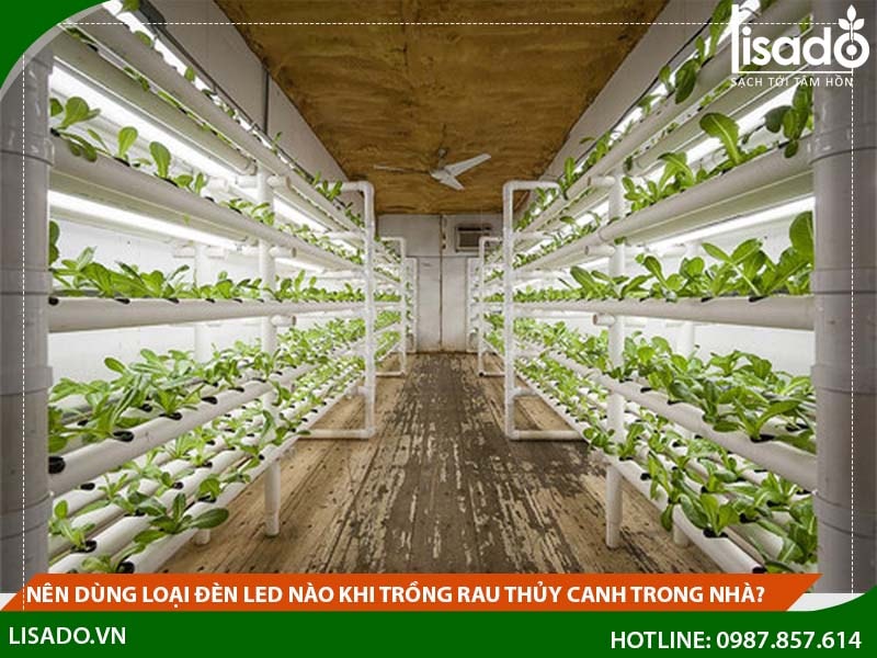 Nên dùng loại đèn led nào khi trồng rau thủy canh trong nhà?