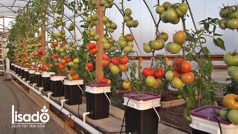 Cà chua trồng bằng phương pháp thủy canh