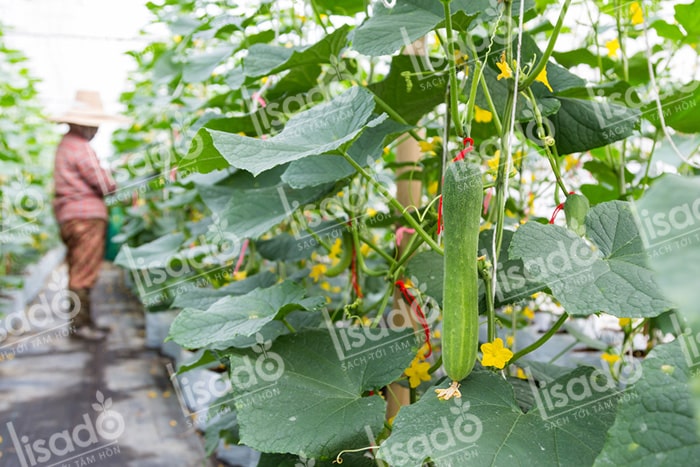 Mô hình trồng dưa leo với hệ thống tưới nhỏ giọt Lisado