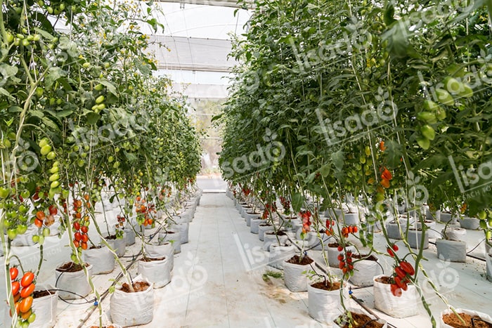 Mô hình trồng cà chua bi với hệ thống tưới nhỏ giọt Lisado
