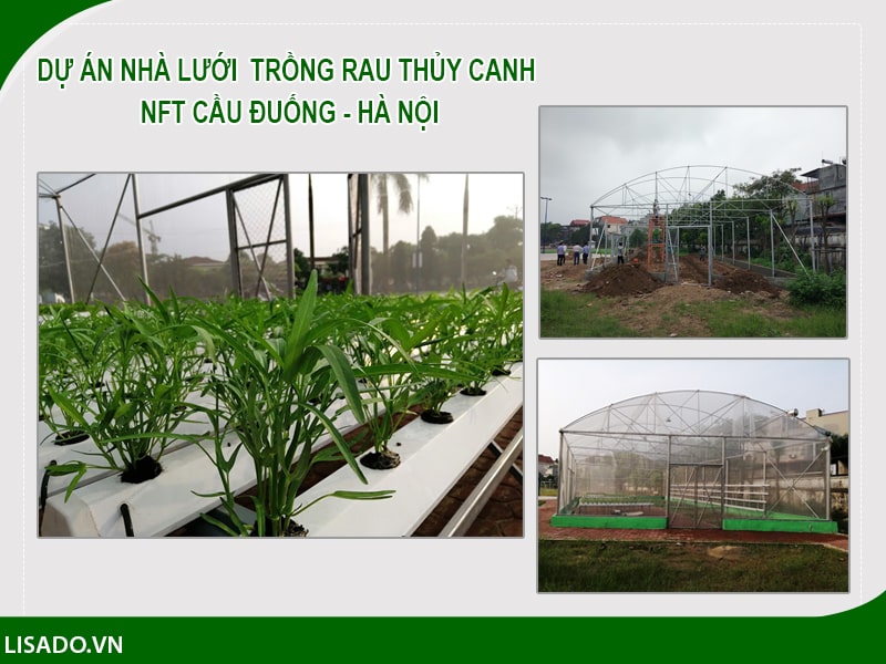 Dự án nhà lưới trồng rau thủy canh NFT Cầu Đuống - Hà Nội