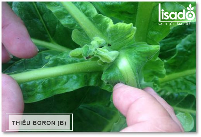 Thiếu Boron (B) trên cây trồng