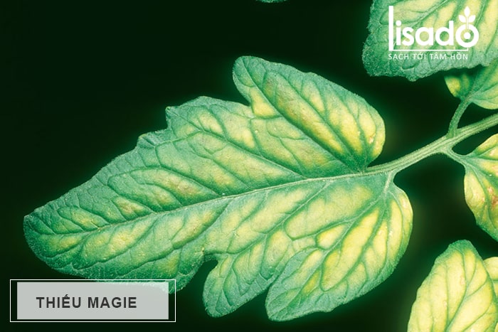 Thiếu Magie (Mg) trên cây trồng
