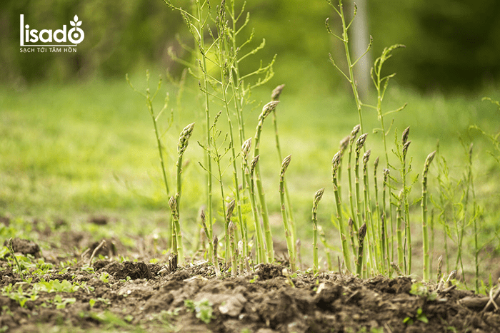 Cách trồng măng tây bằng rễ cho năng suất cao