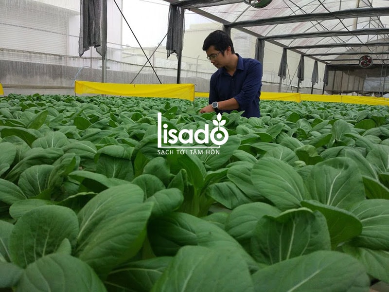 Dự án nhà màng trồng rau thủy canh 1000m2 tại Đà Lạt