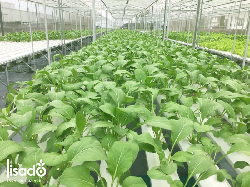 Dự án trồng rau thủy canh 500m2 tại nhà máy Stroman - Tân Á Đại Thành