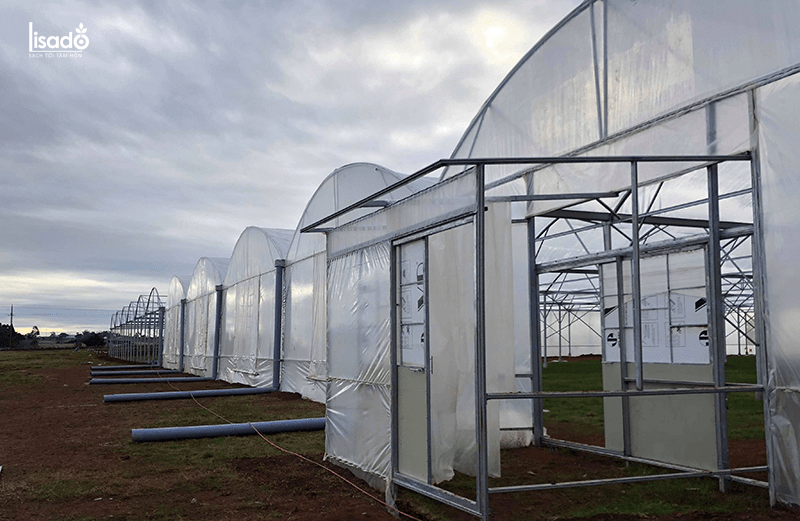 Thiết kế nhà kính, nhà màng trồng 1000m2 cà chua