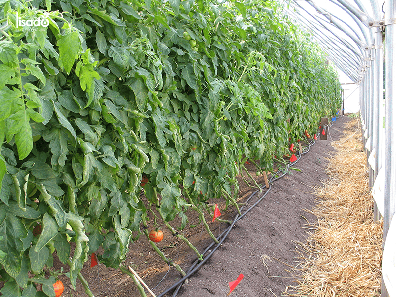 Chăm sóc cây cà chua trong nhà màng