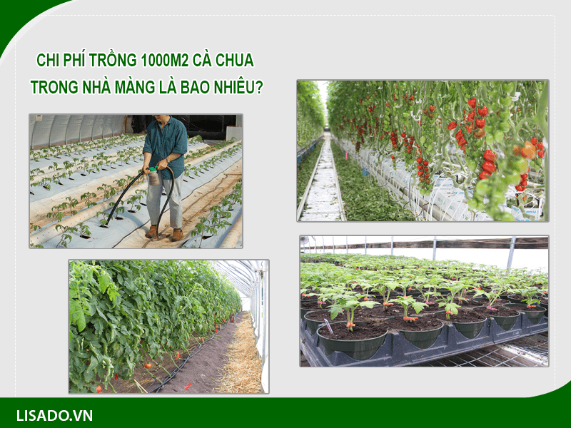 Chi phí trồng 1000m2 cà chua trong nhà màng là bao nhiêu?