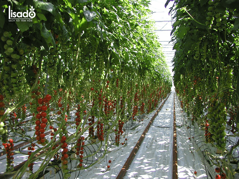 Thời vụ trồng cà chua trong nhà màng, nhà lưới