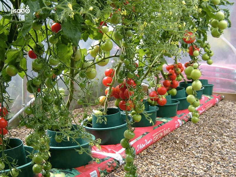 Sau khi trồng 60-65 ngày cây cà chua bắt đầu cho thu hoạch