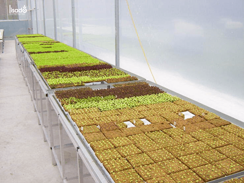 Kỹ thuật trồng rau thủy canh trong nhà màng