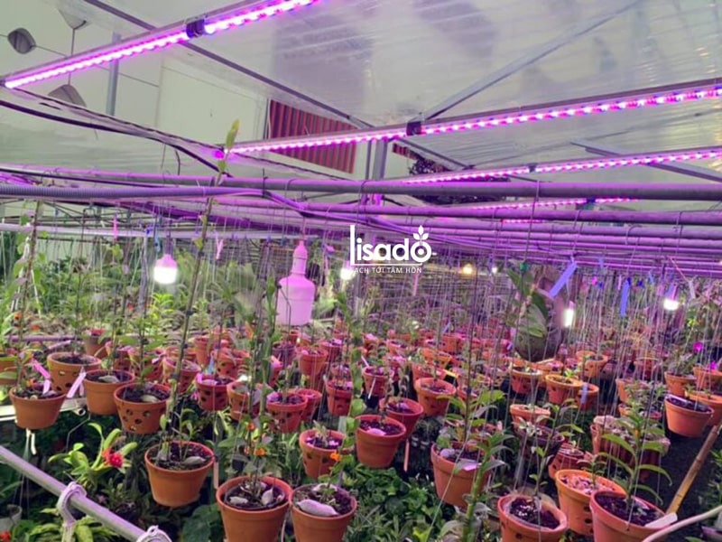 Đèn led trồng rau, hoa lan sáng xanh/đỏ LED TRR 01L 120/25W BR (30B/70R) – Rạng Đông