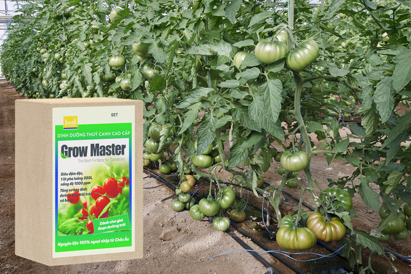 Dinh dưỡng thủy canh Grow Master cho cà chua dạng bột