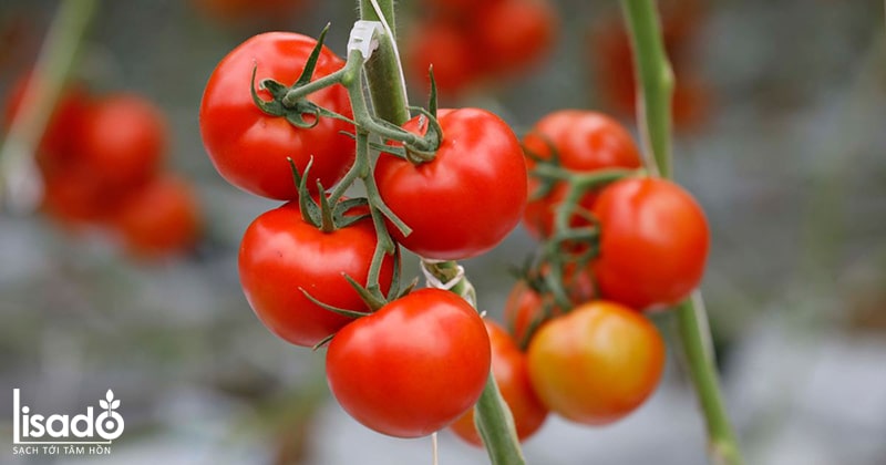 Lịch sử nguồn gốc cây cà chua? Các loại cà chua phổ biến?